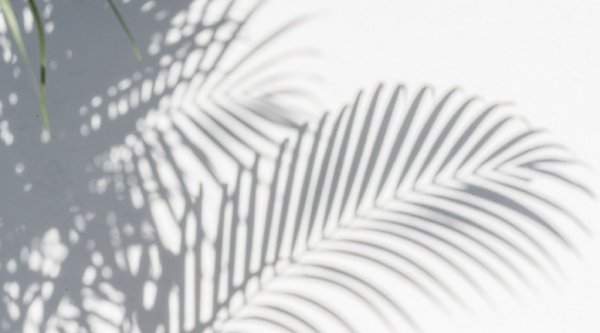 Листья пальмы тень