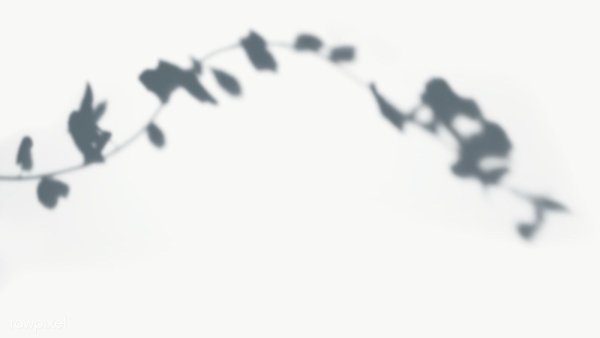 Тень от листвы без фона