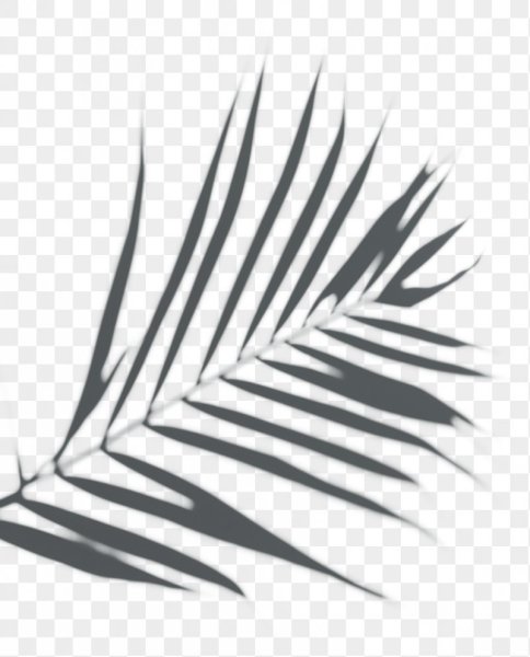 Пальмовые листья