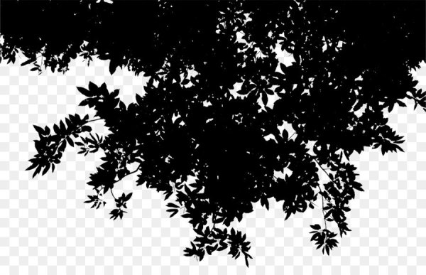 Тень от листвы без фона