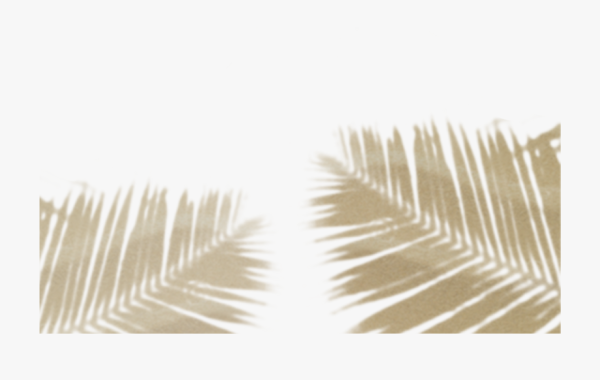 Тень от пальмы на белом фоне