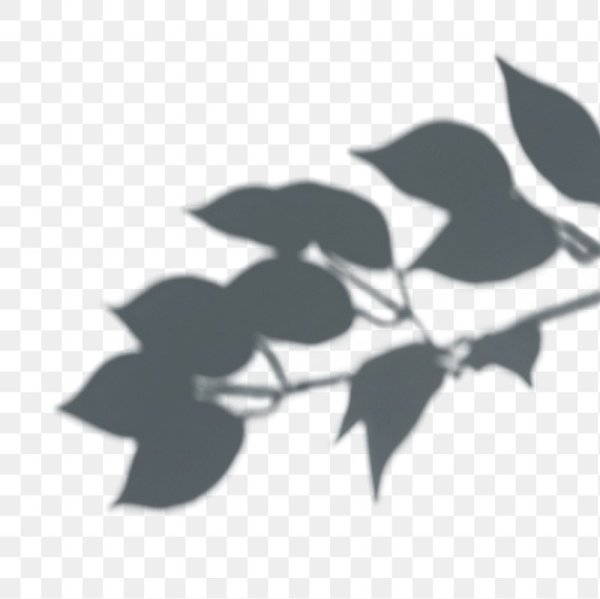 Листья тень