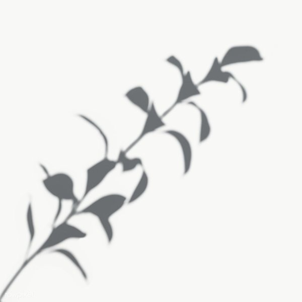 Листья тени без фона