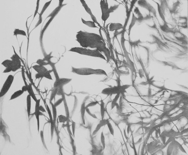 Тень от цветов