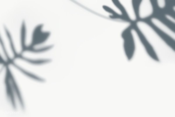 Тень от ветки