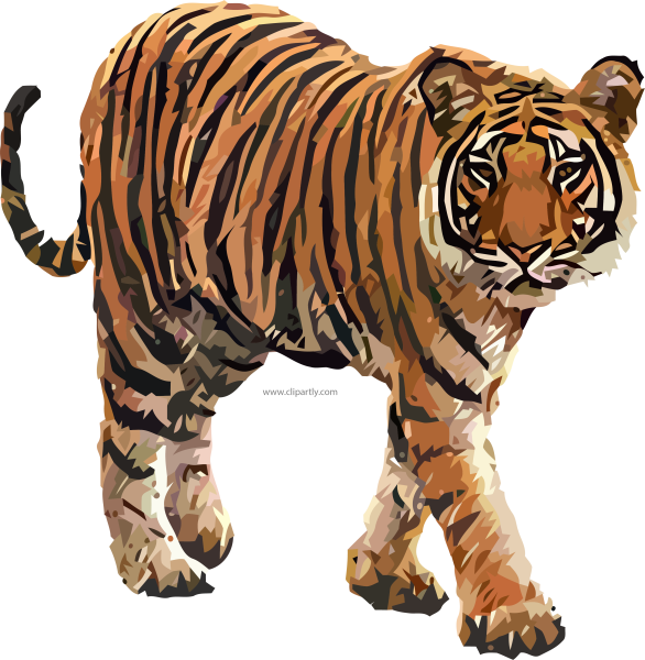 Тигрица на белом фоне