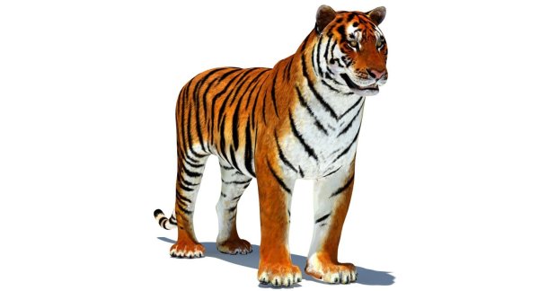 Тигр рисунок на белом фоне