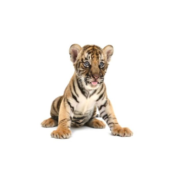 Тигренок для детей на белом фоне