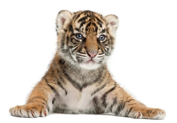 Тигренок на белом фоне