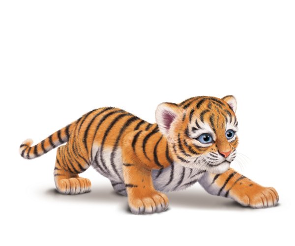 Тигренок на прозрачном фоне