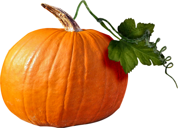 Тыква на белом фоне