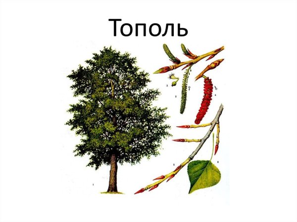 Плоды тополя и березы
