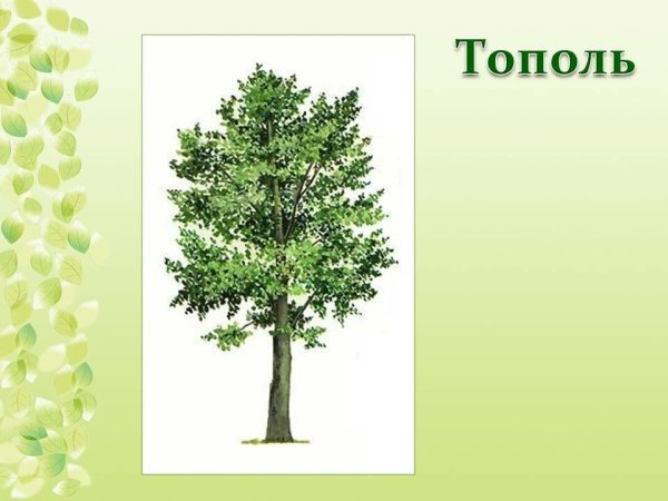 Тополь иллюстрация для детей