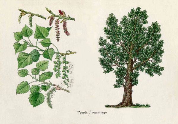 Тополь дерево