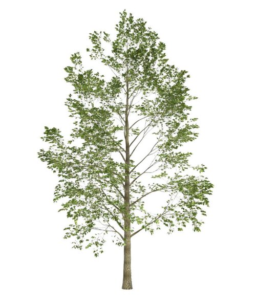 Тополь бальзамический дерево 2д