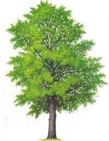 Тополь для детей