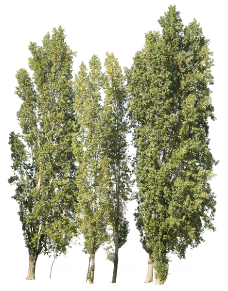 Тополь пирамидальный силуэт