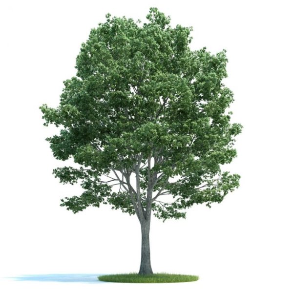 Липа мелколистная на белом фоне