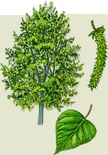 Строение листа Тополь бальзамический