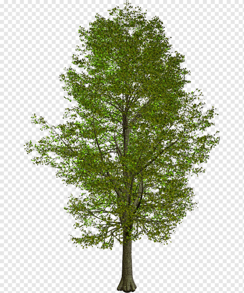 Ольха на прозрачном фоне