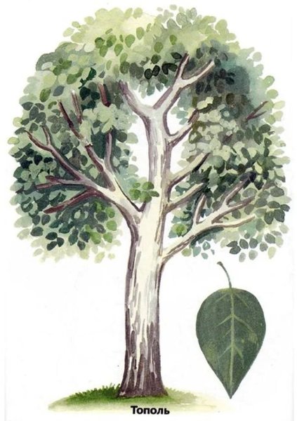 Дуб рисунок