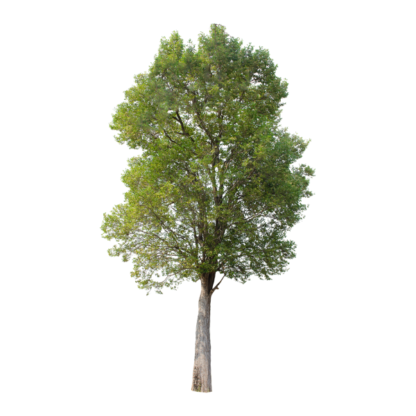 Дерево на белом фоне