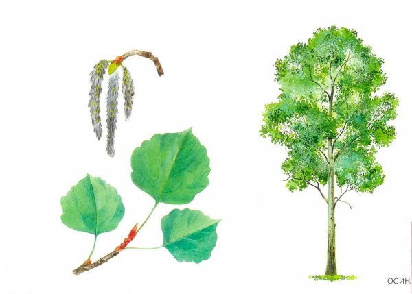 Осина дерево листья