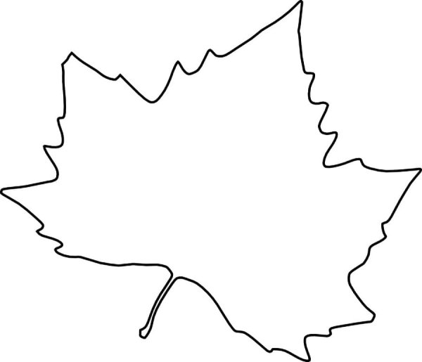 Контур кленовых листьев