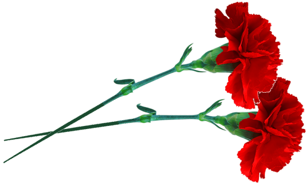 Красные гвоздики на прозрачном фоне