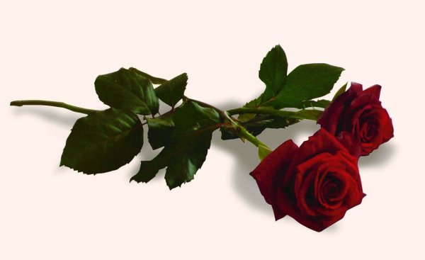 Траурные розы