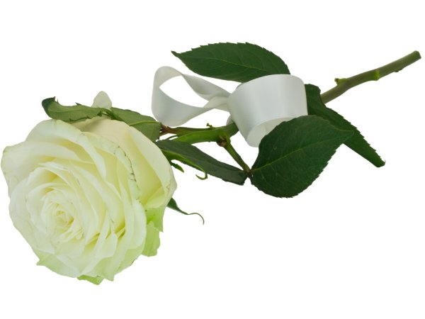 Белые розы лежат