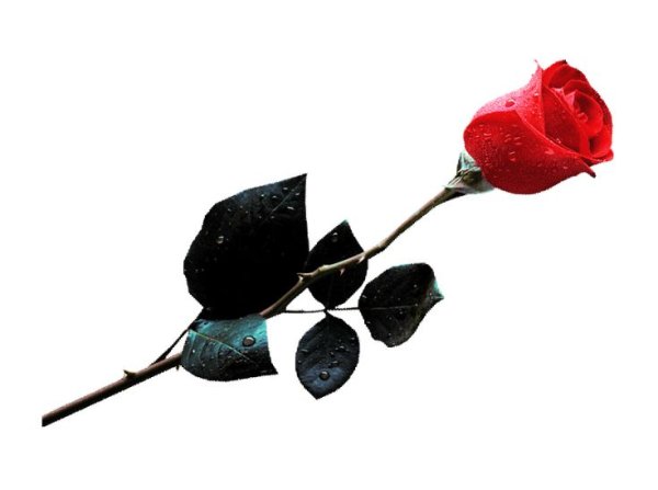 Розы анимация на прозрачном фоне