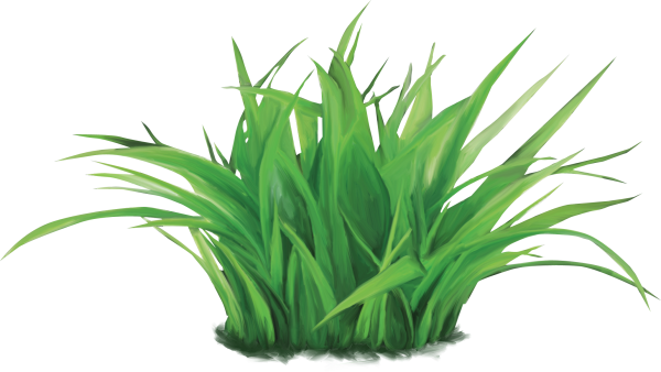 Трава на белом фоне