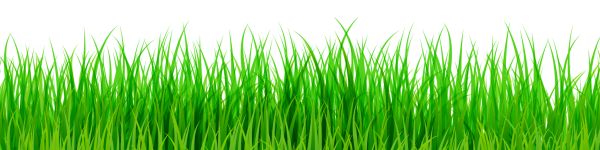 Трава на прозрачном фоне