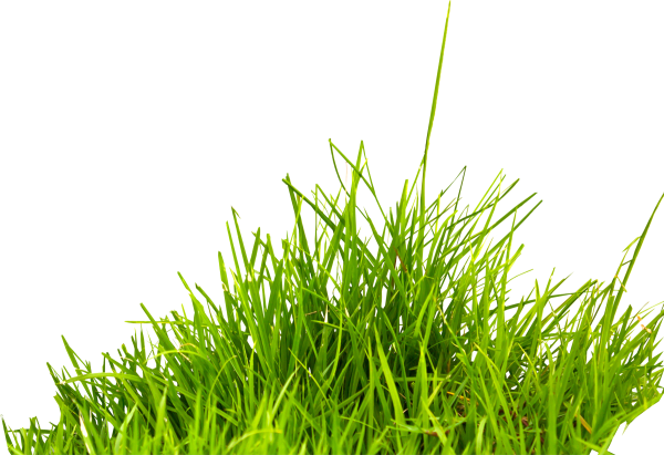 Трава на прозрачном фоне