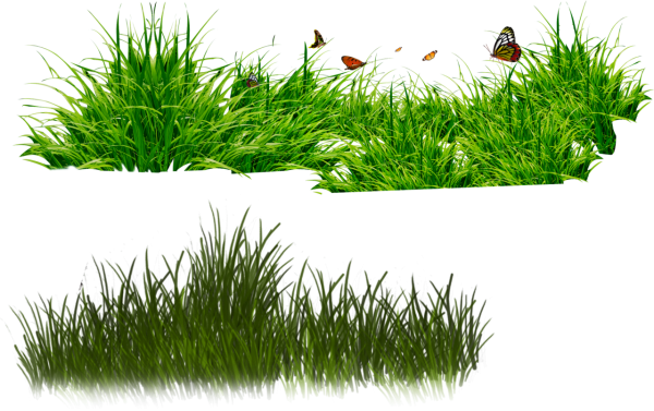 Трава на прозрачном фоне