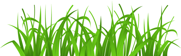 Трава на прозрачном фоне