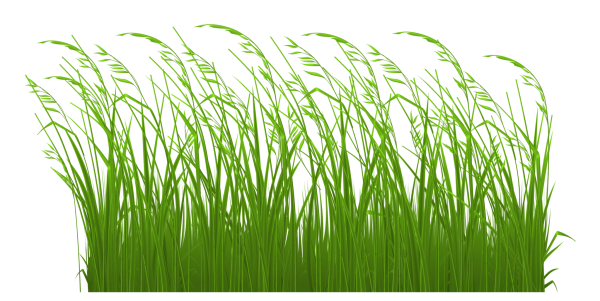 Трава на прозрачном фоне