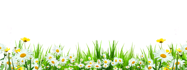 Поле с ромашками вектор
