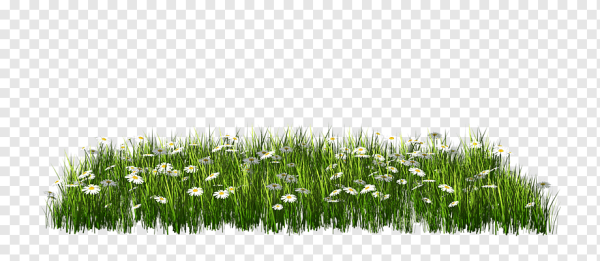 Весенняя трава на прозрачном фоне