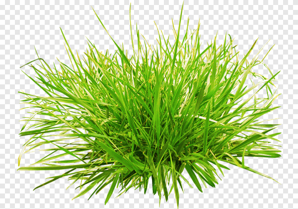 Овсяница сверху