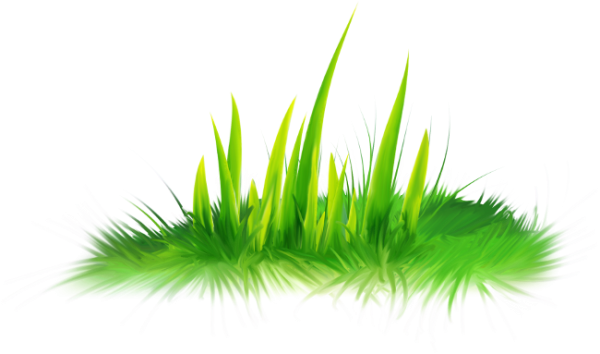 Травка на белом фоне для детей