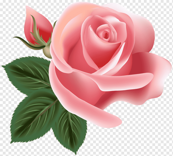 Розовые цветы на прозрачном фоне