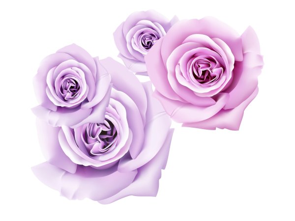 Сиреневая роза на прозрачном фоне