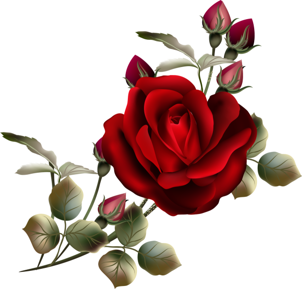 Клипарт розы на прозрачном фоне