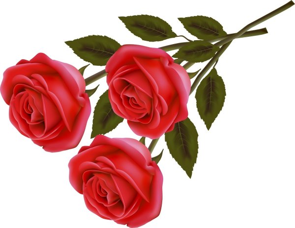 Красные розы