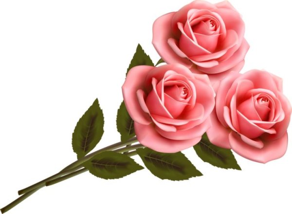 Розочка на прозрачном фоне