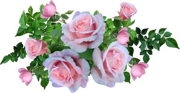 Нежные розы на белом фоне