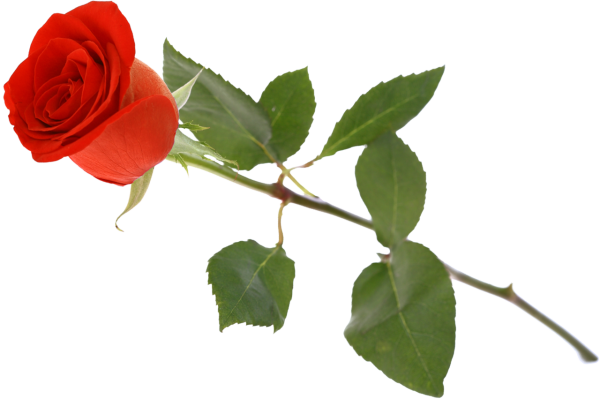 Розы на прозрачном фоне