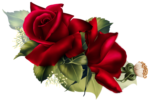 Две розы на прозрачном фоне